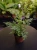 Pteris ensiformis 'Evergemiensis' Paproć ⌀8,5cm