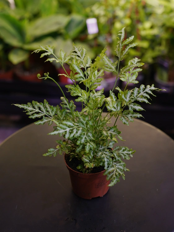 Pteris ensiformis 'Evergemiensis' Paproć ⌀8,5cm