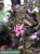 hoya_engleriana_kwiat.webp