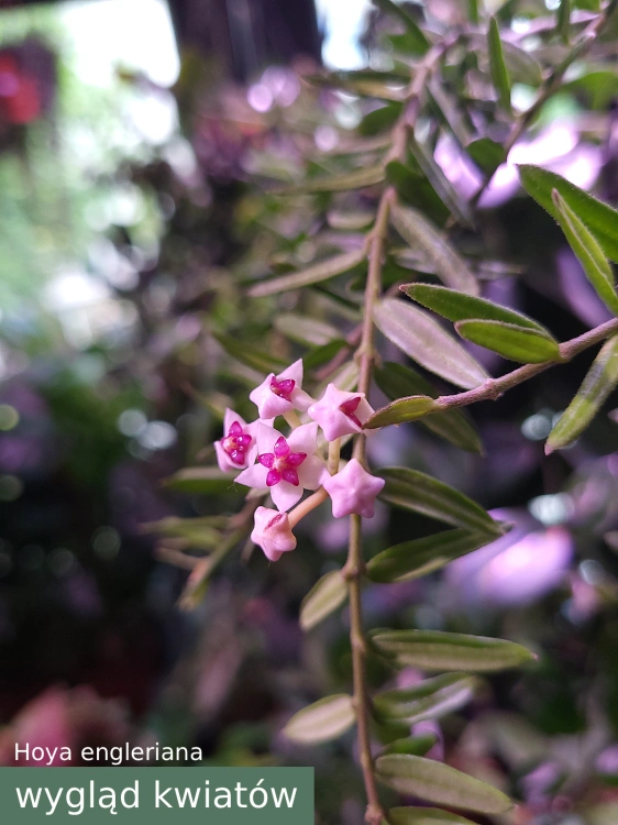 hoya_engleriana_kwiat.webp