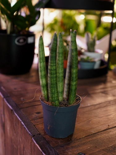 Sansevieria cylindrica Spaghetti ⌀7cm
