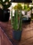 Sansevieria cylindrica Spaghetti ⌀7cm
