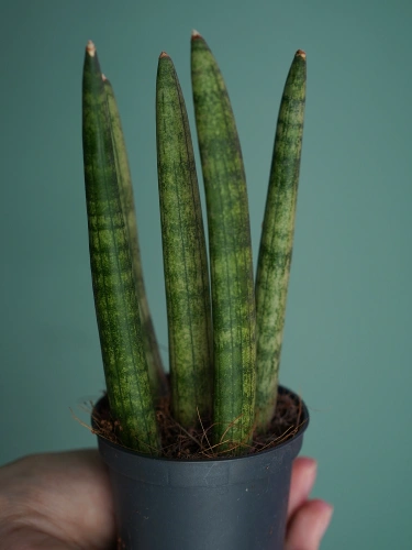 Sansevieria cylindrica Spaghetti ⌀7cm
