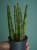 Sansevieria cylindrica Spaghetti ⌀7cm
