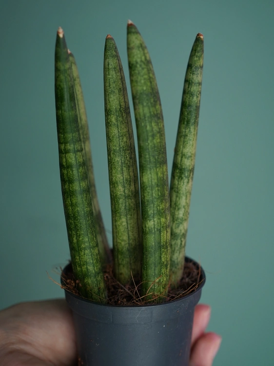Sansevieria cylindrica Spaghetti ⌀7cm