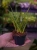 Sansewieria 'Fernwood' ⌀7cm