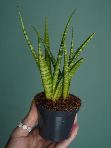 Sansewieria 'Fernwood' ⌀7cm