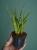 Sansewieria 'Fernwood' ⌀7cm