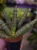 Sansevieria cylidrica Boncellensis ⌀7cm