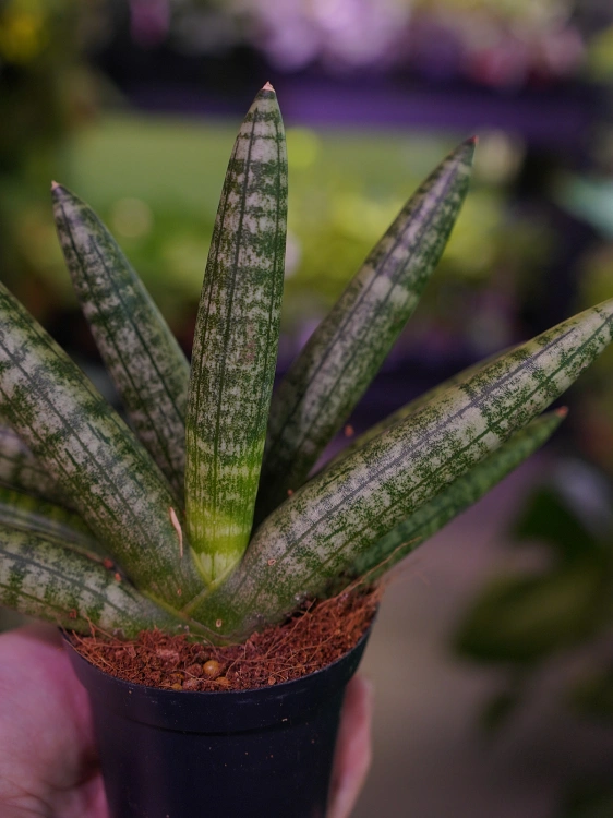 Sansevieria cylidrica Boncellensis ⌀7cm