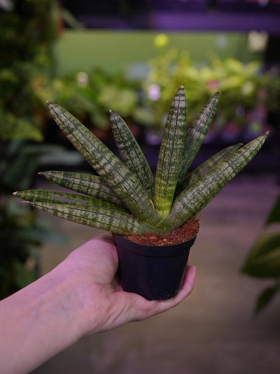 Sansevieria cylidrica Boncellensis ⌀7cm