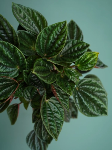 Peperomia caperata 'Amazonas' ⌀12cm