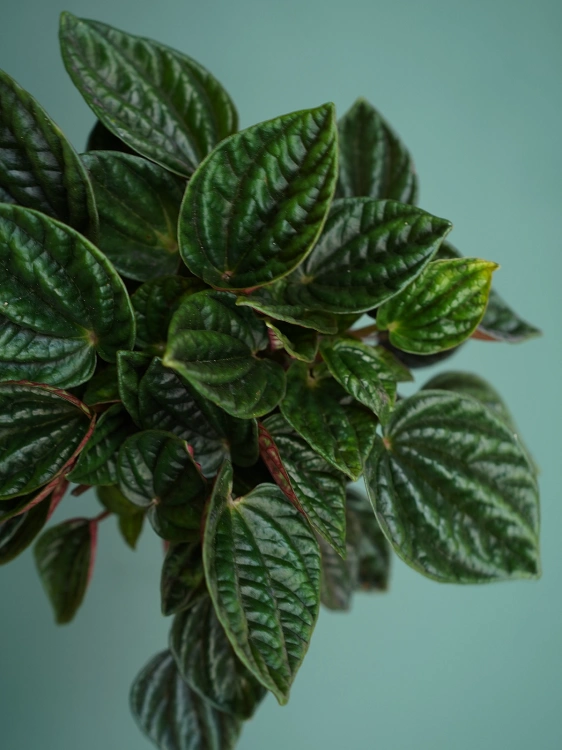 Peperomia caperata 'Amazonas' ⌀12cm
