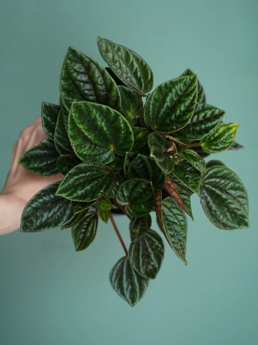 Peperomia caperata 'Amazonas' ⌀12cm