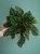 Peperomia caperata 'Amazonas' ⌀12cm