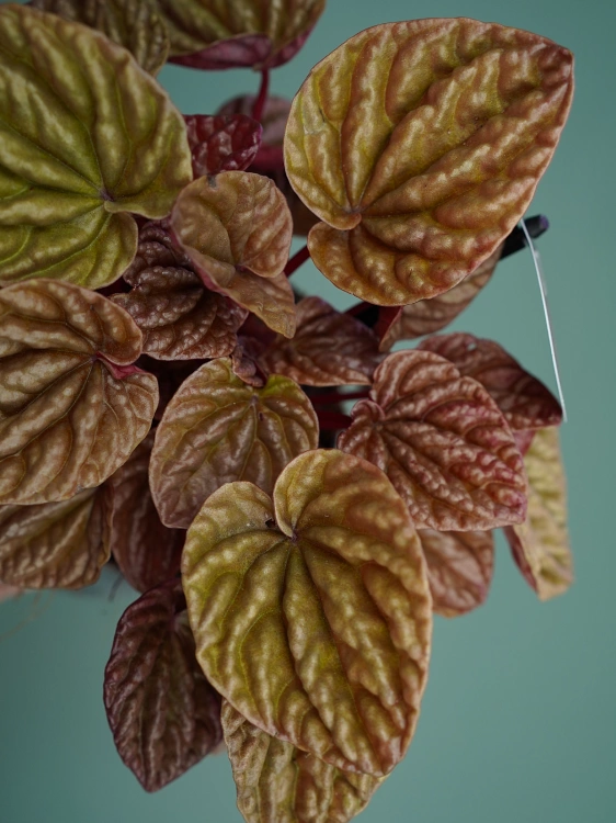 Peperomia caperata 'Quito' ⌀12cm