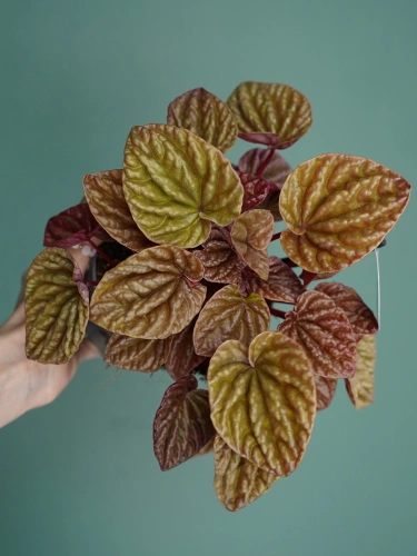 Peperomia caperata 'Quito' ⌀12cm