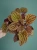 Peperomia caperata 'Quito' ⌀12cm