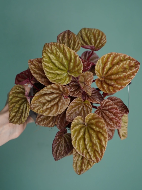 Peperomia caperata 'Quito' ⌀12cm