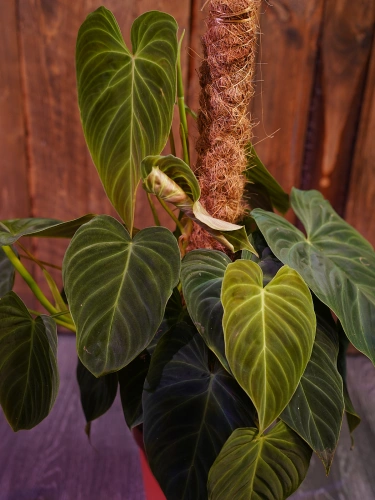 DSC08693.webp