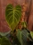 DSC08694.webp