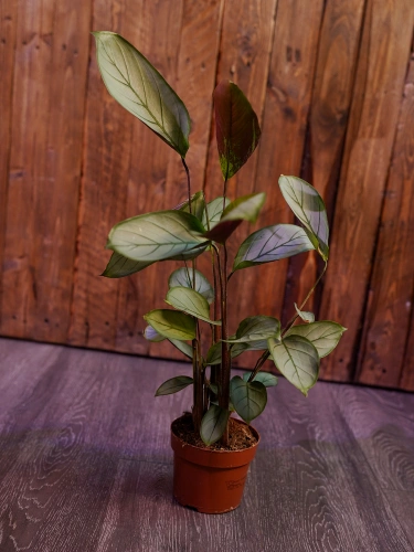 Ctenanthe setosa ⌀12cm