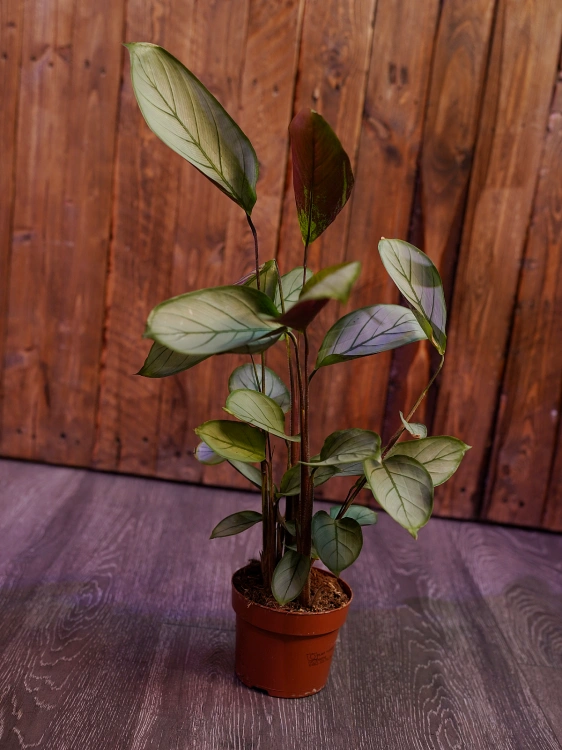 Ctenanthe setosa ⌀12cm