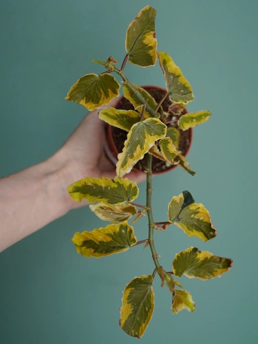 Begonia 'Dainty Spray Sport Variegata' ⌀8cm