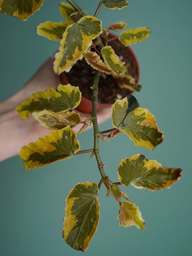 Begonia 'Dainty Spray Sport Variegata' ⌀8cm