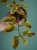 Begonia 'Dainty Spray Sport Variegata' ⌀8cm