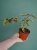 Begonia 'Dainty Spray Sport Variegata' ⌀8cm