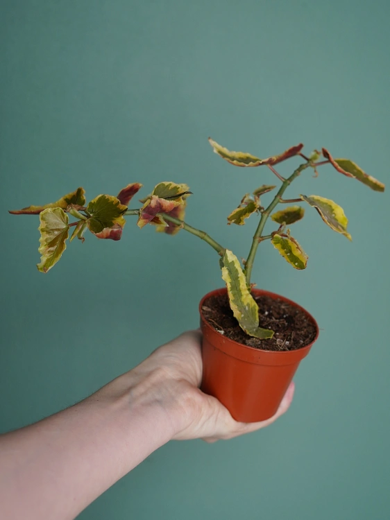 Begonia 'Dainty Spray Sport Variegata' ⌀8cm