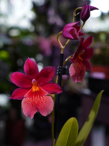 Burrageara 'Nelly Isler' Storczyk ⌀12cm