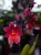 Burrageara 'Nelly Isler' Storczyk ⌀12cm