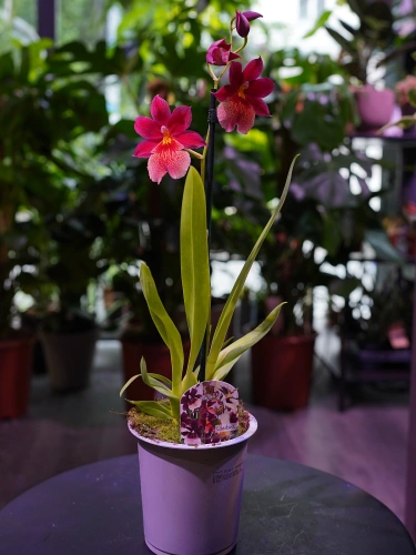 Burrageara 'Nelly Isler' Storczyk ⌀12cm