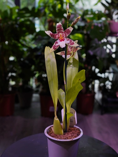 Aliceara Renaissance 'White' Storczyk ⌀12cm
