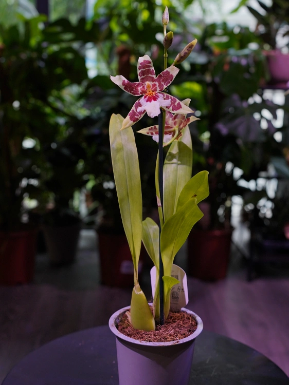 Aliceara Renaissance 'White' Storczyk ⌀12cm