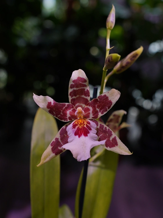 Aliceara Renaissance 'White' Storczyk ⌀12cm