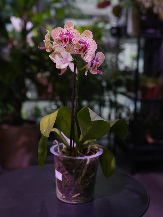 Storczyk Phalaenopsis Multiflora Żółto-różowy I ⌀12cm