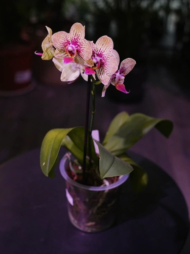 Storczyk Phalaenopsis Multiflora Żółto-różowy I ⌀12cm