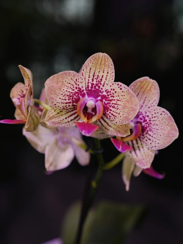 Storczyk Phalaenopsis Multiflora Żółto-różowy I ⌀12cm