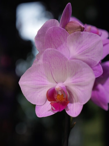 Storczyk Phalaenopsis Multiflora Jasny róż I ⌀12cm