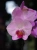 Storczyk Phalaenopsis Multiflora Jasny róż I ⌀12cm