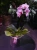 Storczyk Phalaenopsis Multiflora Jasny róż I ⌀12cm