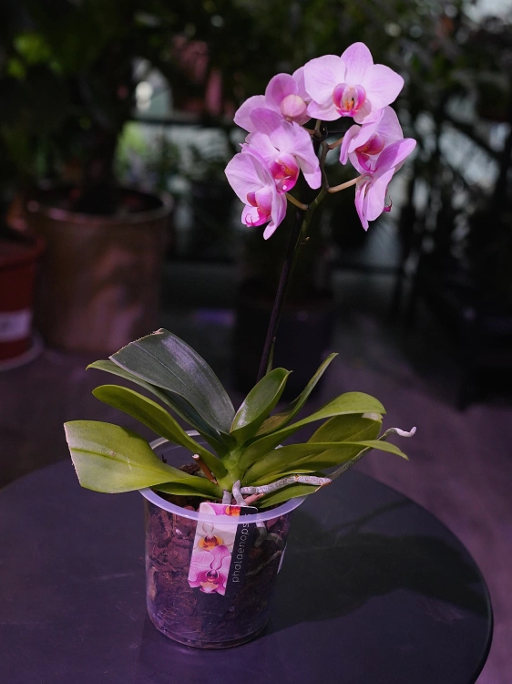Storczyk Phalaenopsis Multiflora Jasny róż I ⌀12cm