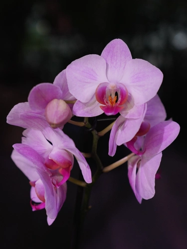 Storczyk Phalaenopsis Multiflora Jasny róż I ⌀12cm