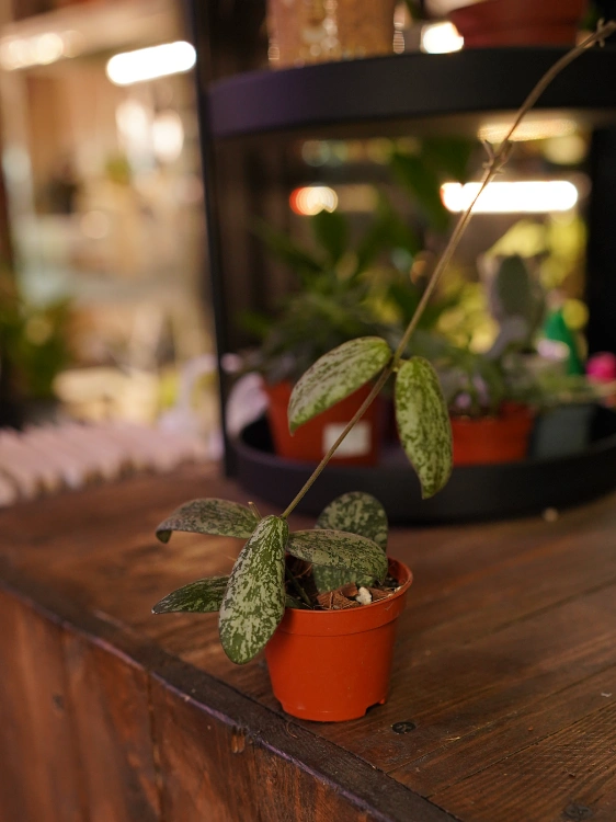 Hoya sigillatis 'Silver' ⌀6cm