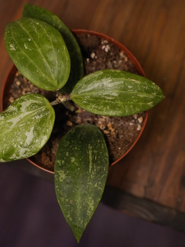 Hoya latifolia 'Rangsan' ⌀12cm