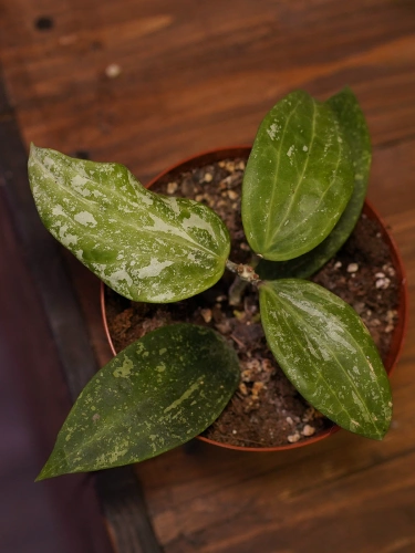 Hoya latifolia 'Rangsan' ⌀12cm