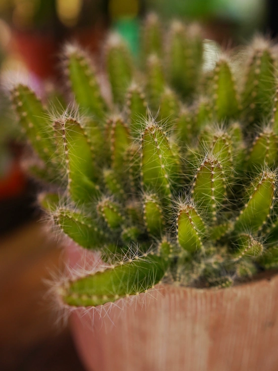 Hylocereus undatus Pitaja Smoczy owoc ⌀10,5cm